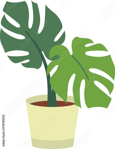 Potted Monstera Deliciosa Plant with Two Large Split Leaves.