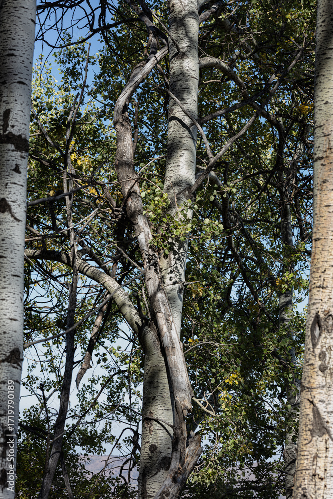 Fototapeta premium tree in the woods