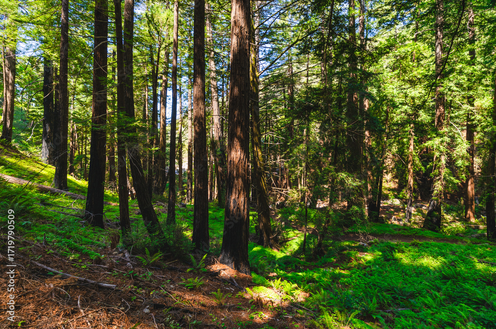 Obraz premium Scenic hiking trail with wooden steps and bridge in a redwood forest along California Highway 1 near Big Sur coast, offering outdoor adventure, eco travel, and nature exploration