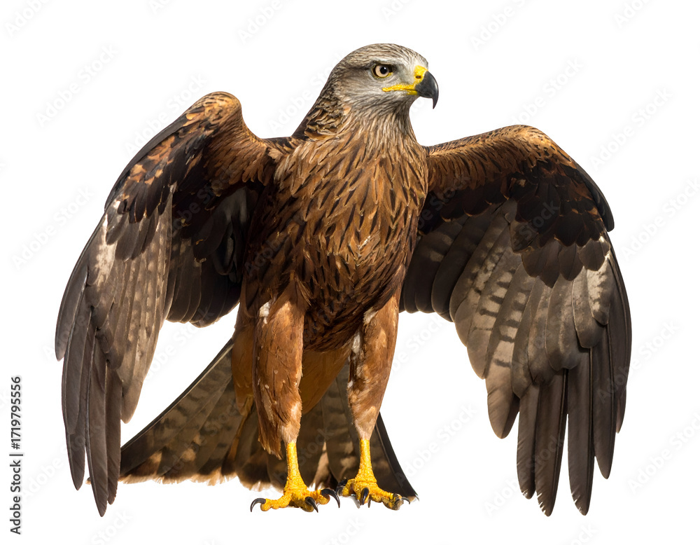 Obraz premium A majestic bird of prey with outstretched wings, showcasing its powerful stature and keen gaze in natural light.