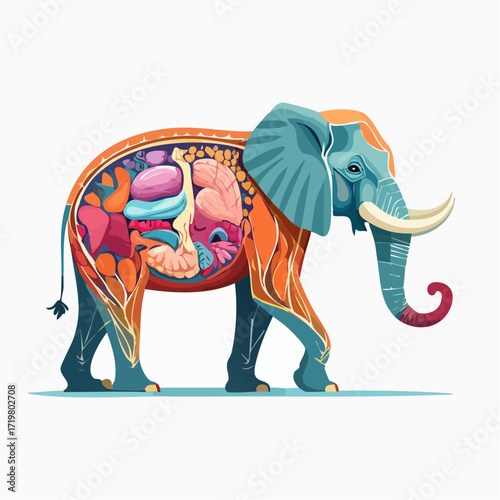Elephant Anatomy A Colorful Vector Illustration of Internal Organs and Simplified Design
