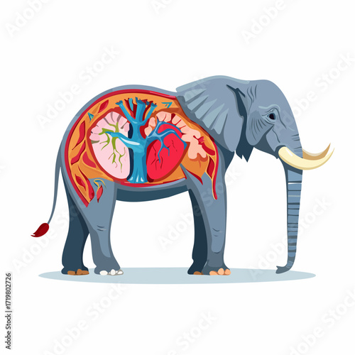 Elephant Anatomy Illustration A Detailed Look Inside the Majestic Mammal's Internal Systems
