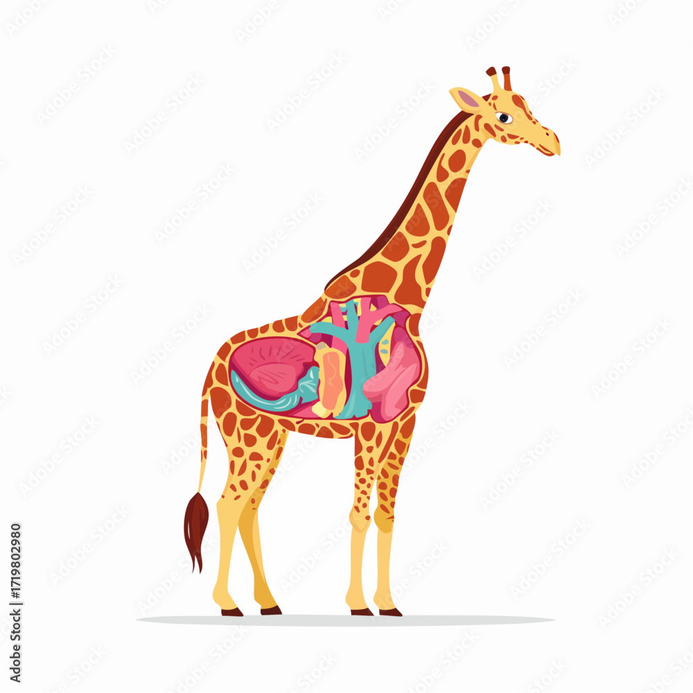 Naklejka premium Educational chart of giraffe anatomy showing the internal organ structure. Stylized zoological vector illustration isolated on white background