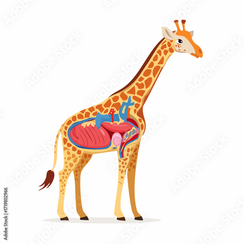 Giraffe Anatomy A Detailed Vector Illustration of Internal Organs, Educational Graphic