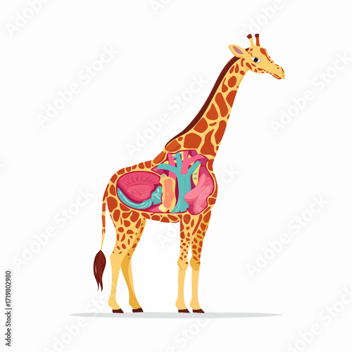 Educational chart of giraffe anatomy showing the internal organ structure. Stylized zoological vector illustration isolated on white background