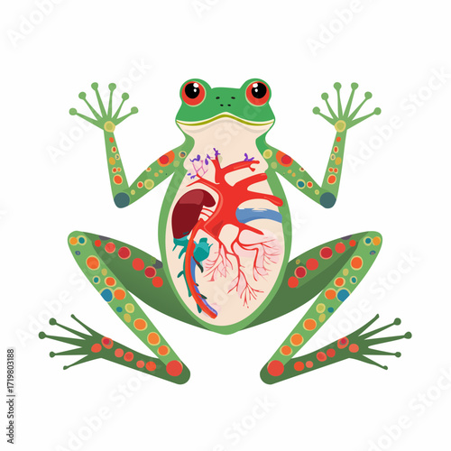 Whimsical Frog Anatomy Illustration with Internal Organs