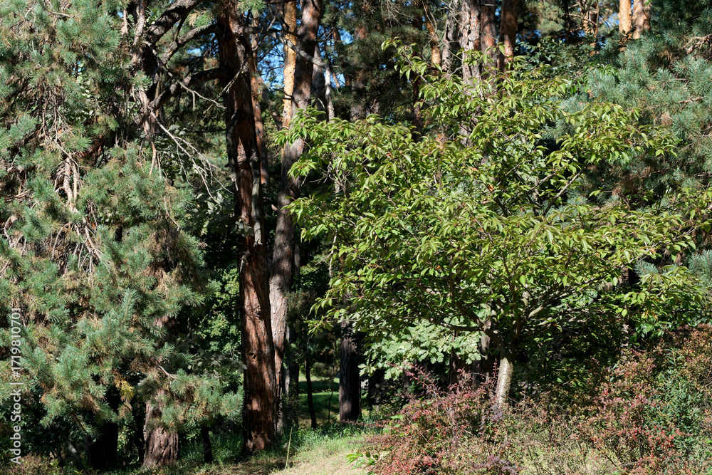 Fototapeta premium Vibrant green trees bask in sunlight in a serene forest scene