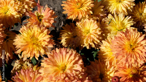 Colorful blossoms bloom in a sunny garden during autumn days