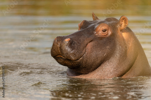 hippopotamus in water