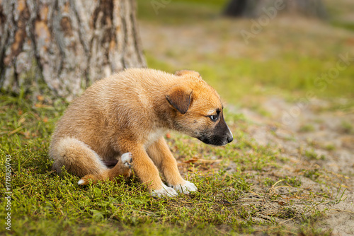 A red-colored dog lies in the grass