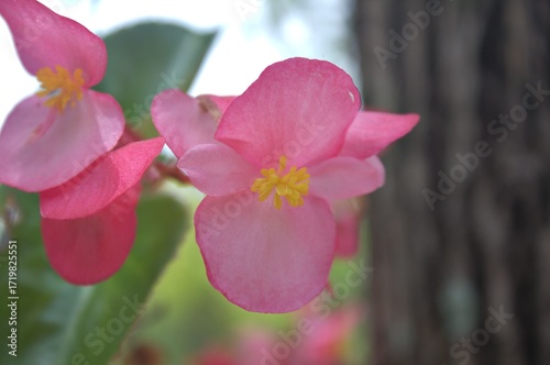 pink orchid on a branch