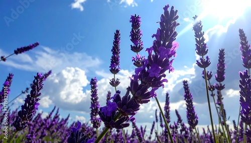 Close-up of purple flower stalks against a bright blue sky with fluffy white clouds and the sun shining