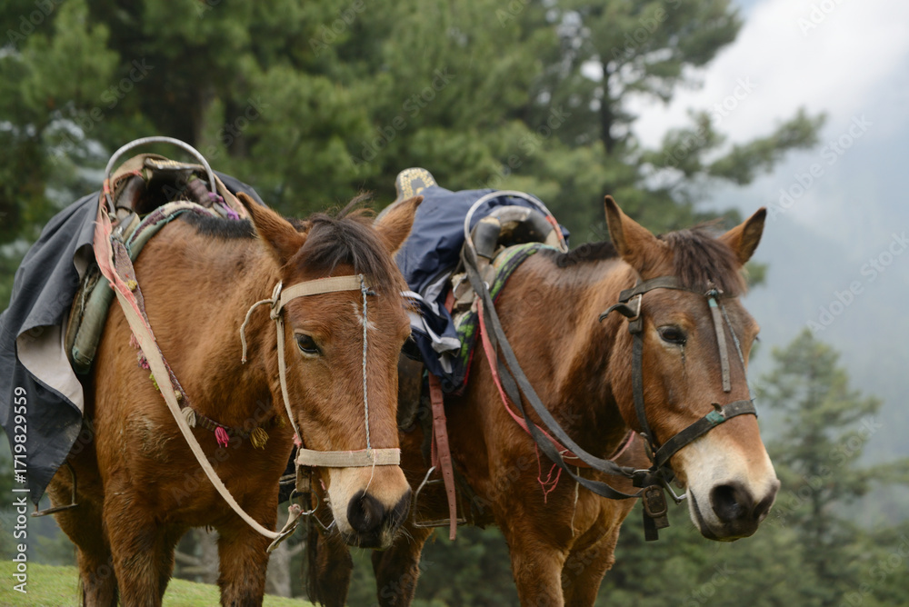 Obraz premium Horses used by tourists take a break on a grassy field at Pahalgam, a scenic spot surrounded by lush pine forests in Jammu and Kashmir, India.