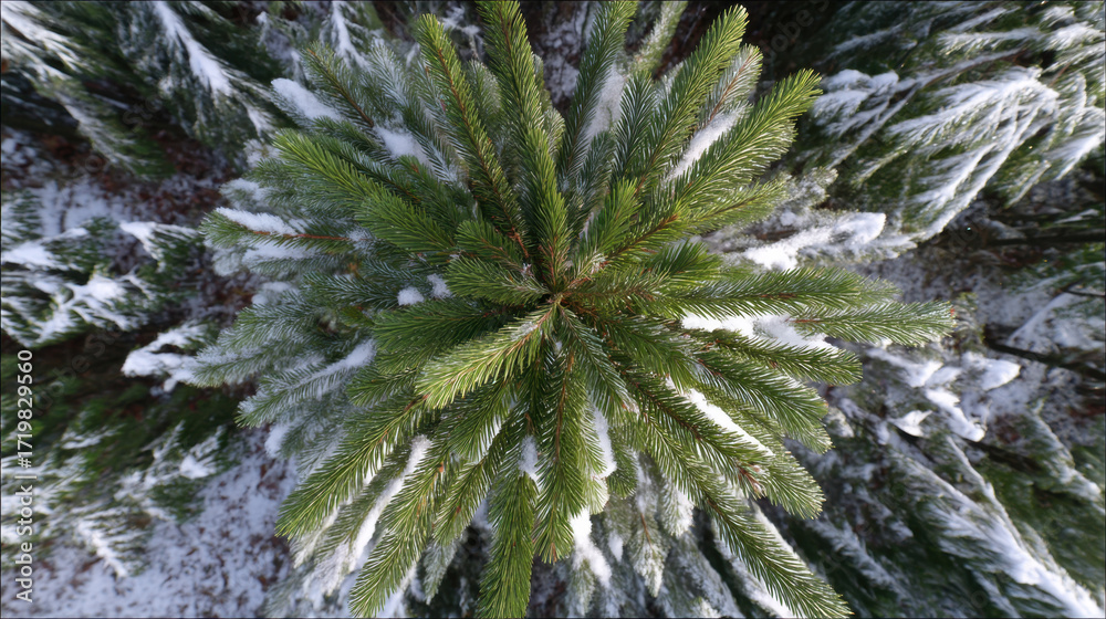 Obraz premium Lush green pine tree branches covered in snow create serene winter landscape. aerial view captures beauty of nature, showcasing intricate details of foliage