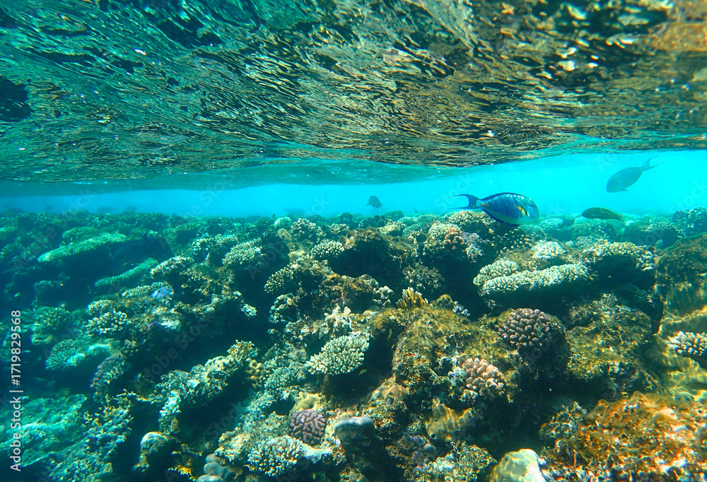 Fototapeta premium Coral reef underwater. Scarus parrotfish swimming above acropora and pocillopora colonies with