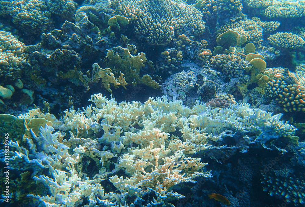 Obraz premium Coral reef underwater. White branching acropora with yellow porites and rounded platygyra colonies,
