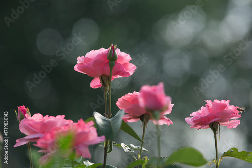 Wallpaper Mural Garden pink roses on a dark blurred background Torontodigital.ca