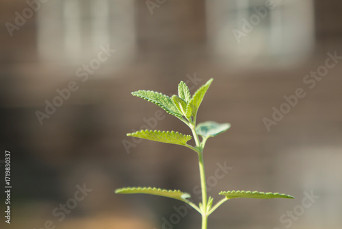Wallpaper Mural A sprig of mint against the background of an old wooden house Torontodigital.ca