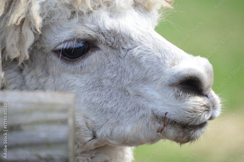 Fototapeta premium close up of a white alpaca