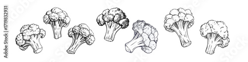 Hand-drawn sketch illustration of broccoli. Detailed and classic design, perfect for packaging, branding, farmer markets, menus, and botanical prints. Ideal for organic and healthy food designs
