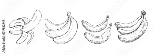 Engraved-style hand-drawn illustration of bananas. Detailed vintage drawing, perfect for classic designs and packaging.