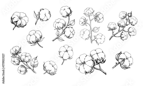Elegant sketch-style illustration of cotton branches with detailed line art. Perfect for botanical designs, textiles, packaging, labels, and rustic or organic-themed projects.