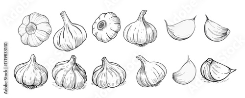Hand-drawn sketch of a garlic. Vegetable drawing. Detailed vintage-style illustration, perfect for packaging, branding, farmers markets, organic food labels, menus, and botanical prints.