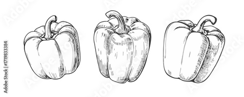Hand-drawn sketch of a sweet pepper. Vegetable drawing. Detailed vintage-style illustration, perfect for packaging, branding, menus, farmers markets, organic food labels, botanical prints.