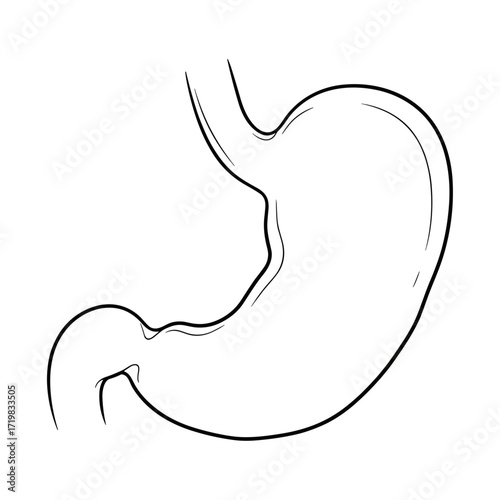 Human stomach diagram in line art in black and white