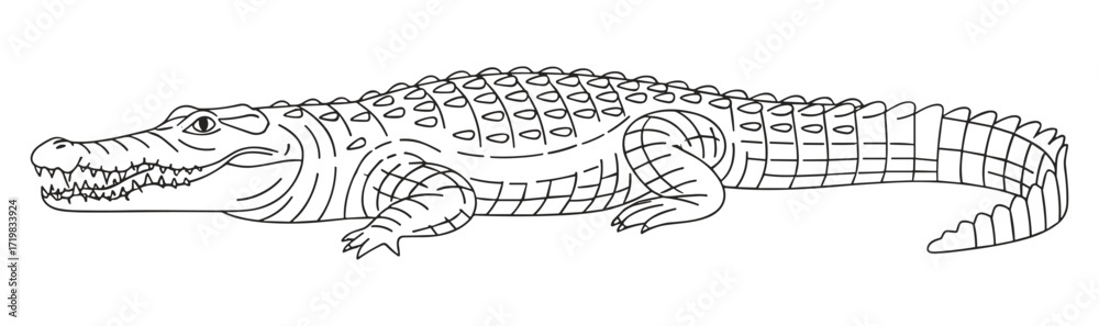 © Artem - Crocodile in profile line drawing style against white background