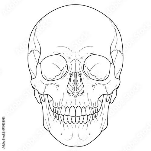 Human skull line drawing in black and white