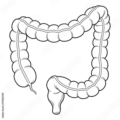 Large intestine anatomical diagram in black and white