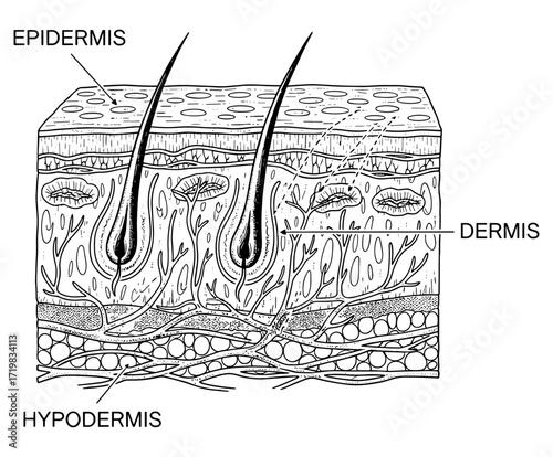 Human skin cross-section in scientific illustration in black and white