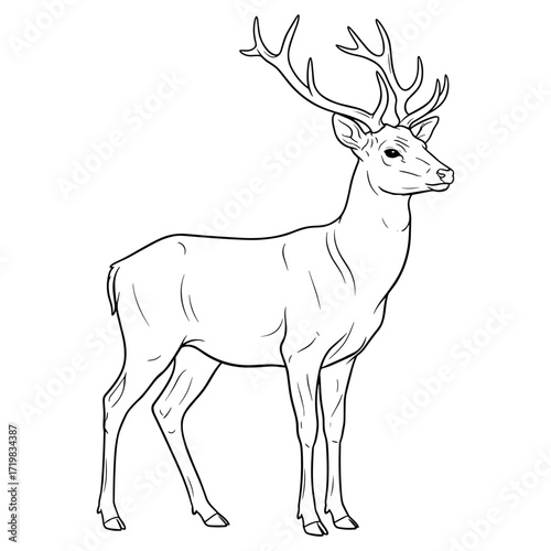 Deer in profile against white background