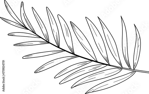 Delicate palm frond illustration leaf botanical