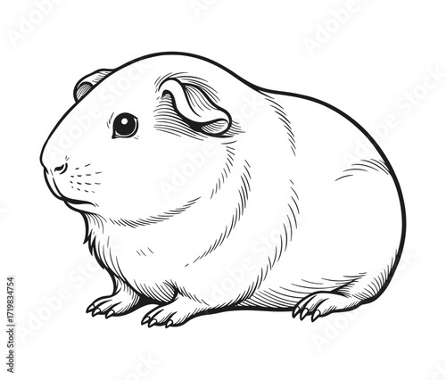 Guinea pig in profile against white background