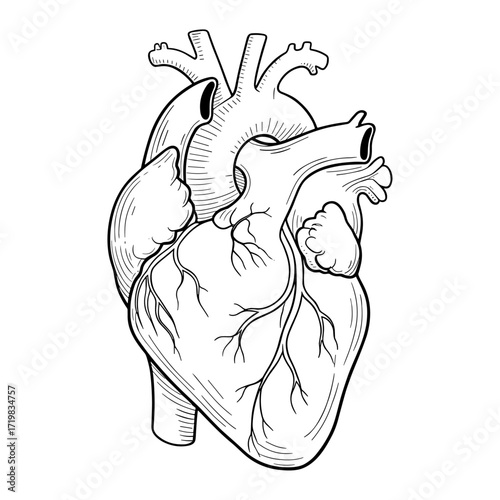 Anatomical heart illustration in vintage style in black and white