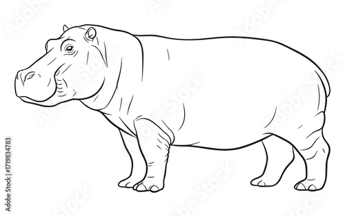 Hippopotamus in profile against white background