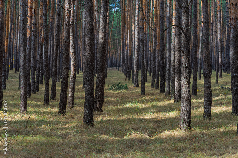 Fototapeta premium Shadows in Pine Forest Soft shadows