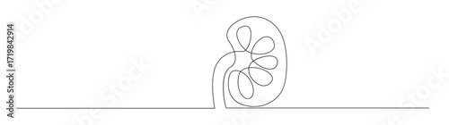 Kidney in continuous line art drawing style
