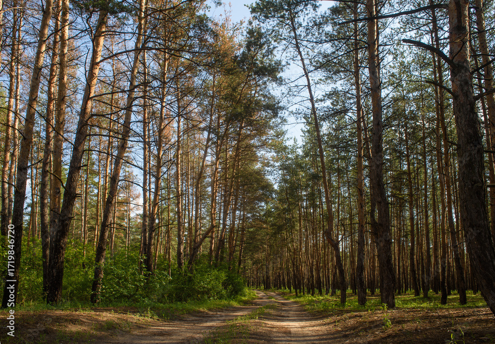 Fototapeta premium Autumn Mixed Forest Scene A stunning autumn forest