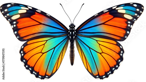 Colorful Butterfly Insect Real Macro Photography Isolated White