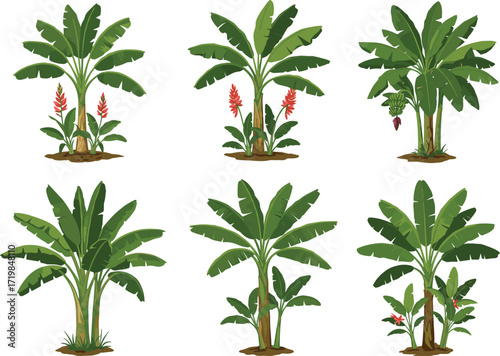 Banana trees illustration, tropical plants vector, green banana leaves, exotic agriculture design, jungle fruit plantation, natural foliage garden, farming background