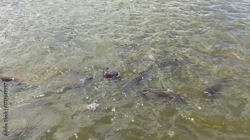 Schooling Fish Swim Underwater in Clear Shallow Water Surface View