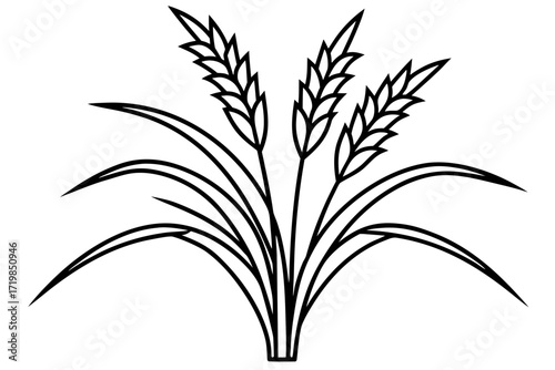 wheat ears isolated on white