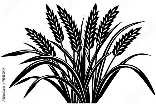 wheat ears vector