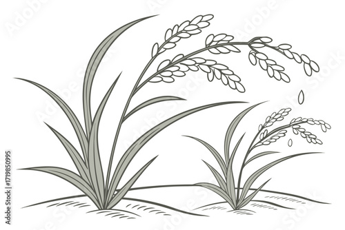 vector illustration of a rice plant