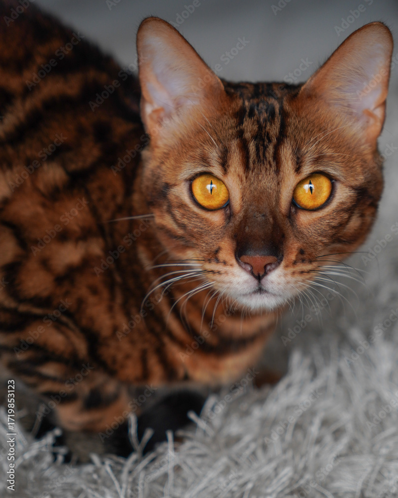 Naklejka premium Cat with yellow eyes