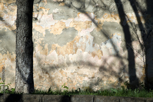 Plants on the background of a wall with peeling paint.