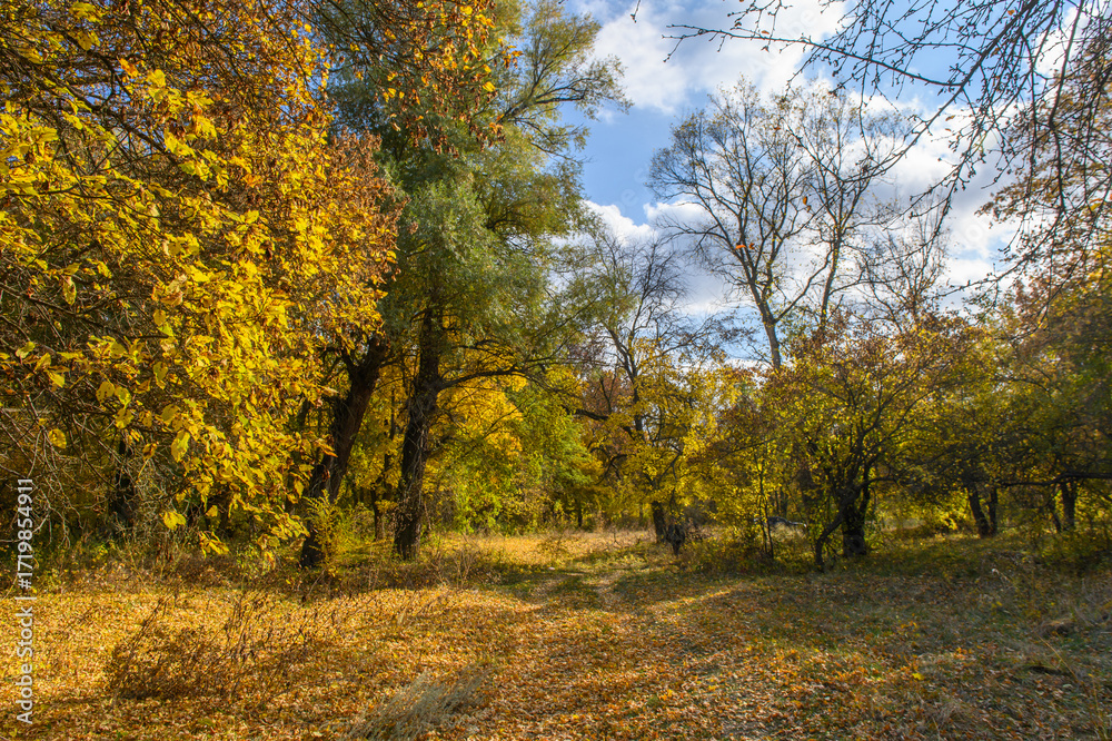 Fototapeta premium Sunny Autumn Forest with vibrant leaves